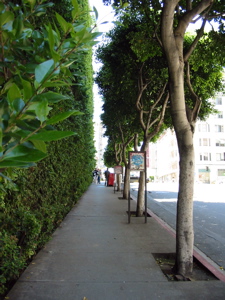 Vigne et arbres sur Bush St.