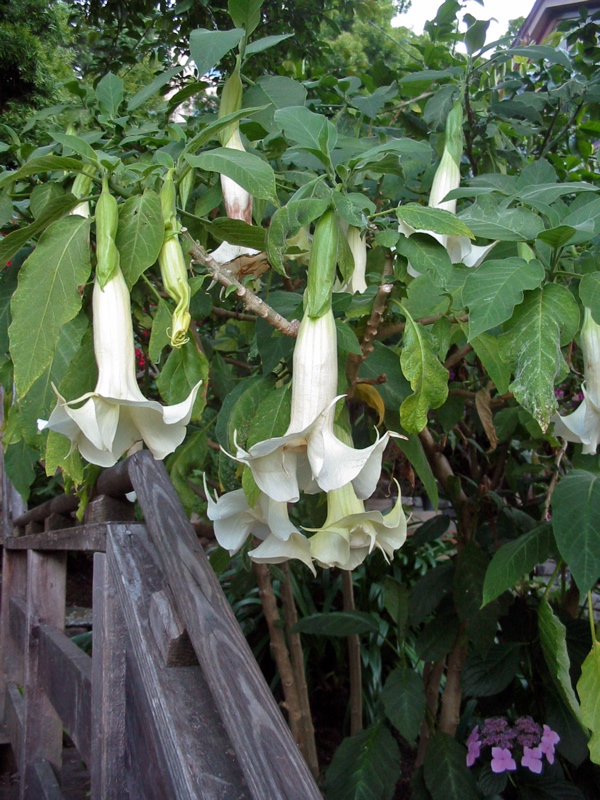 Fleurs blanches de l'escalier Filbert