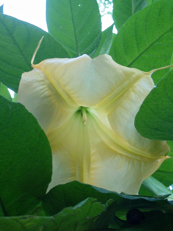 D&eacute;tail sur une fleur blanche
