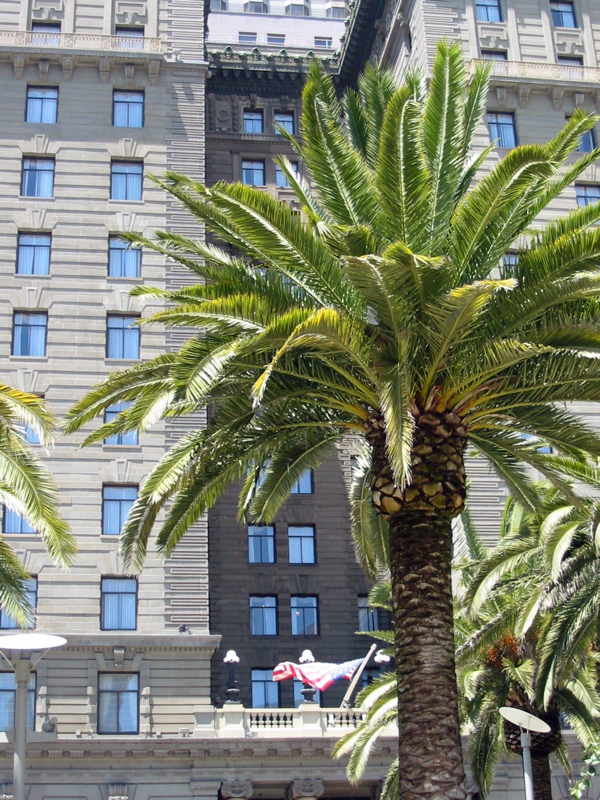 Palmier &agrave; l'extr&eacute;mit&eacute; est de Union Square (Westin-San Francis Hotel sur Powell)
