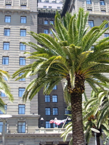 Palmier &agrave; l'extr&eacute;mit&eacute; est de Union Square (Westin-San Francis Hotel sur Powell)
