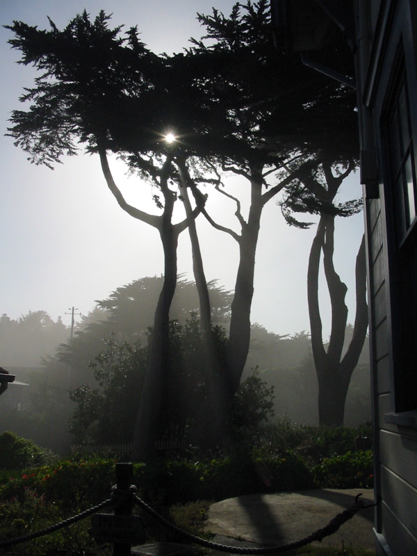 Brouillard et soleil transper&ccedil;ant les arbres