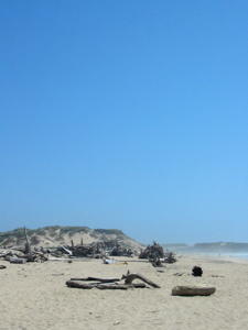 Bouts de bois sur la plage