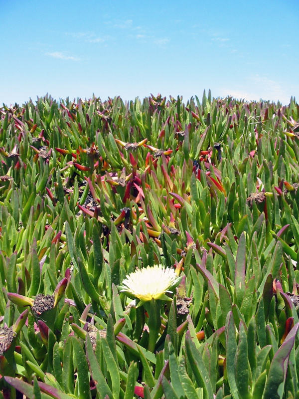 La figue marine (Carprobotus edulis) a des feuilles succulentes aux teintes bleues et des fleurs rouges, roses ou jaunes. Elles font partie d'une esp&egrave;ce invasive et forment des tapis denses qui d&eacute;logent les plantes natives, qui nourrissent et prot&egrave;gent les animaux.