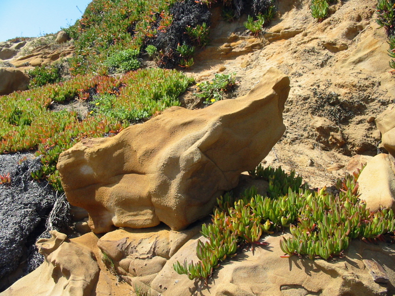 Roche orang&eacute;e et plantes vertes