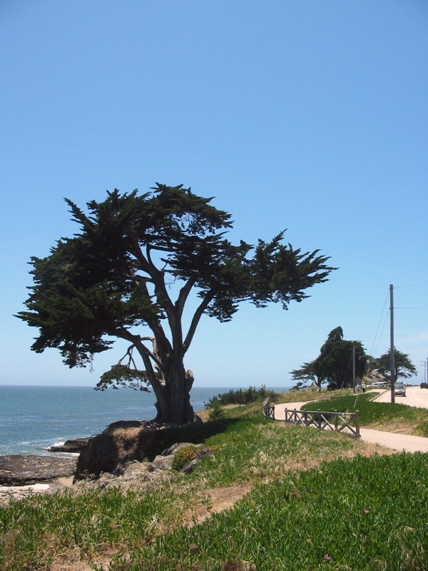 Arbre sur la promenade de Santa Cruz