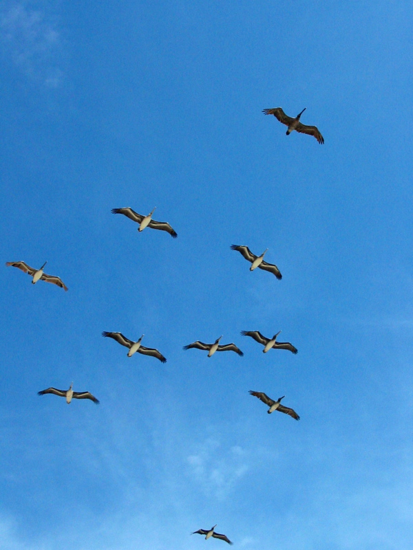 P&eacute;licans