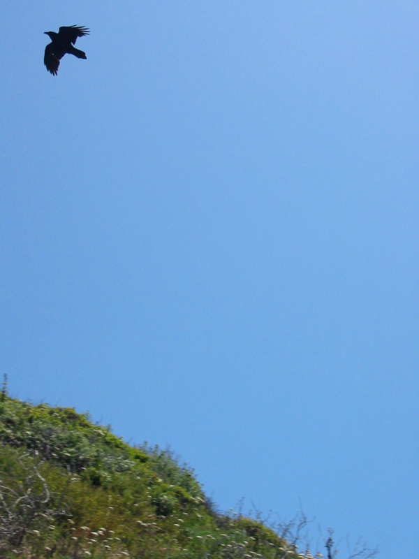 Oiseau survolant la c&ocirc;te
