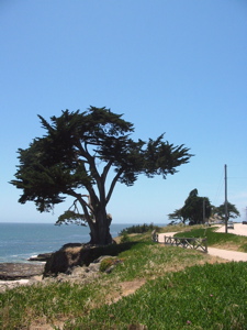 Arbre sur la promenade de Santa Cruz