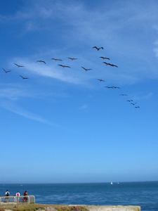 P&eacute;licans