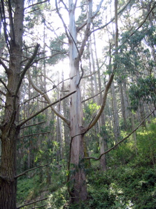 R&eacute;gion bois&eacute;e &agrave; l'int&eacute;rieur des terres, avant Devil's slide