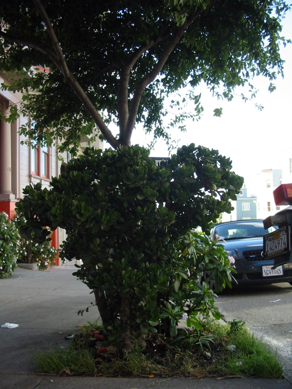 Plante g&eacute;ante autour d'un arbre