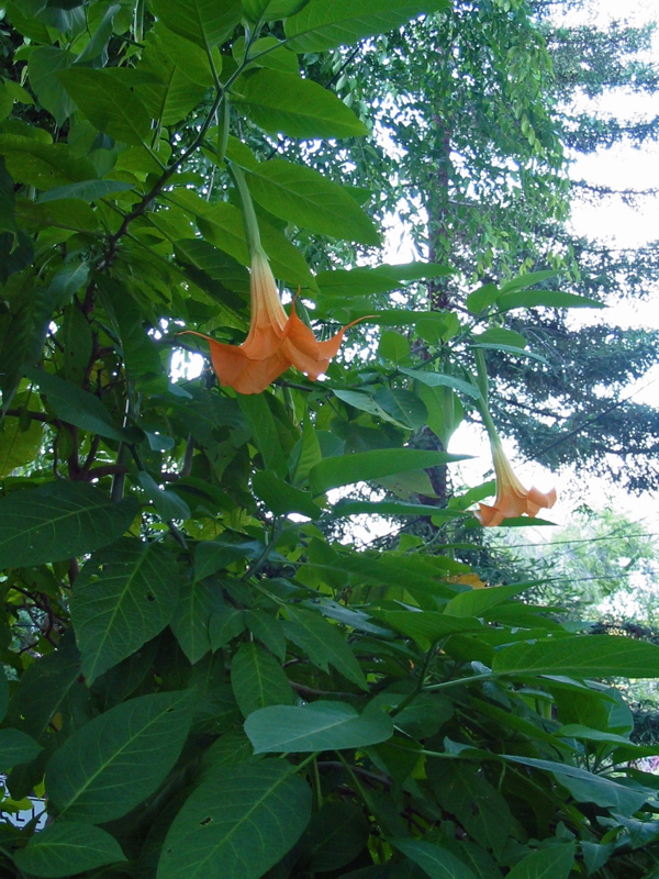 Fleurs orang&eacute;es de l'escalier Filbert