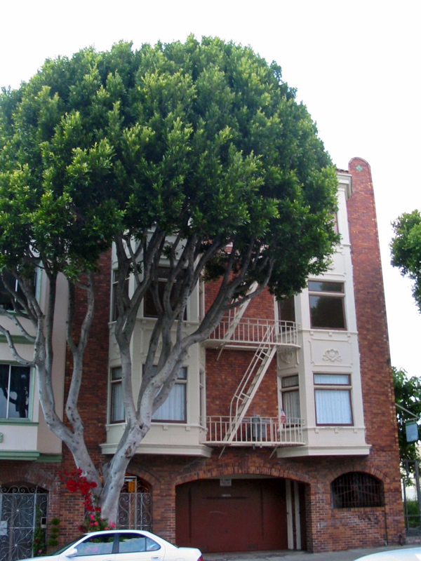 Arbres tordus de Lombard St.