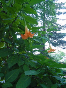 Fleurs orang&eacute;es de l'escalier Filbert