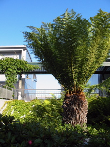 V&eacute;g&eacute;tation luxuriante au Yerba Buena Gardens