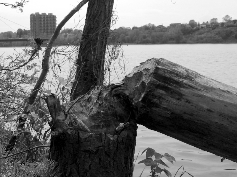 Nature et ville !
