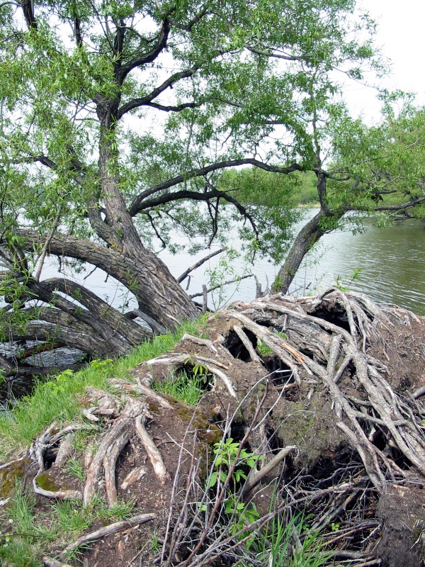 Racines de l'arbre en chute.