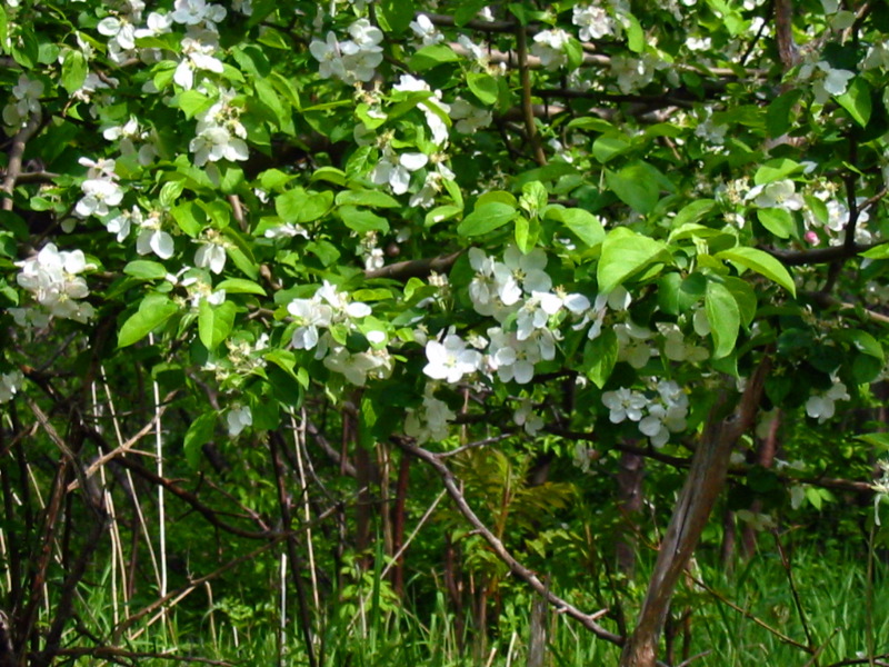 Arbre &agrave; fleurs blanches.