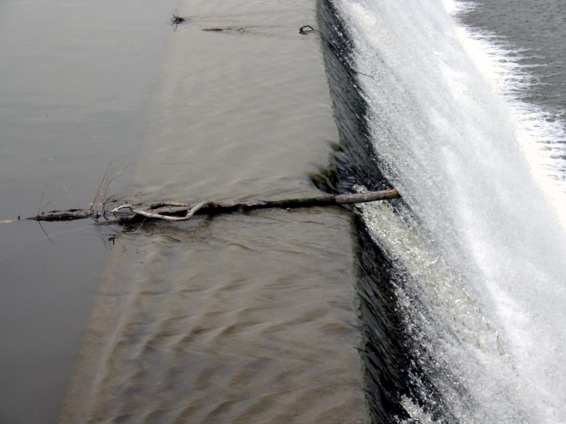 Branche sur l'eau.