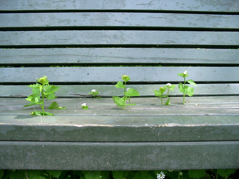 Pas de repos pour les fleurs printani&egrave;res !