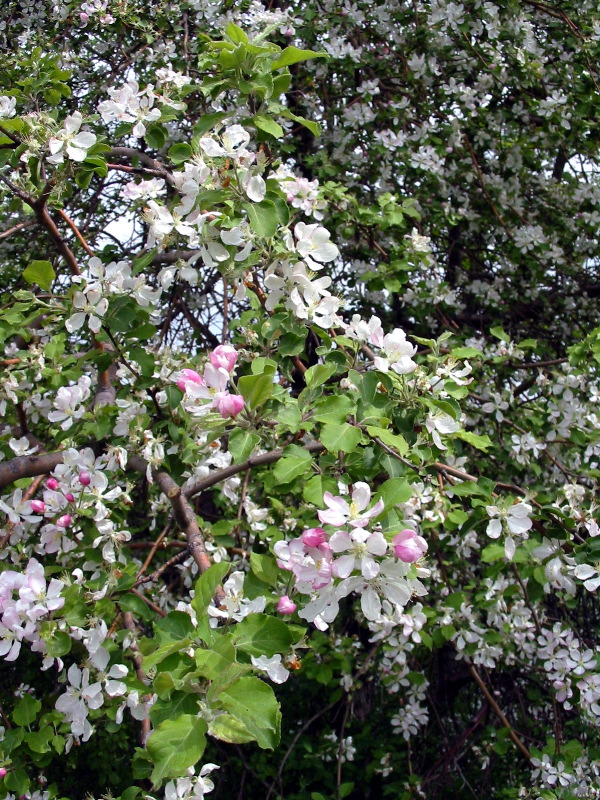 Arbre en fleurs.