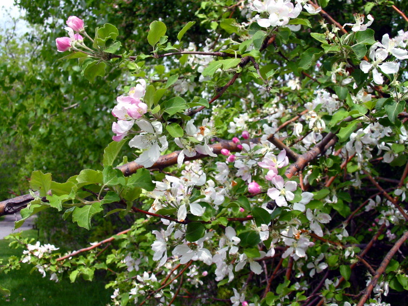 L'ar&ocirc;me du printemps !