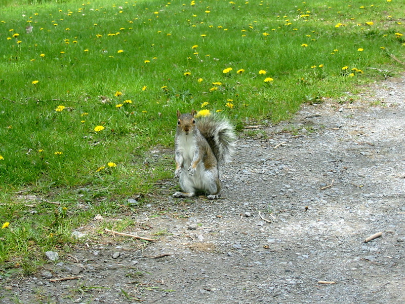 Petit &eacute;cureil du parc.