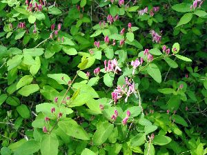 Petites fleurs roses.