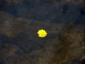 Pissenlit sur l'eau.