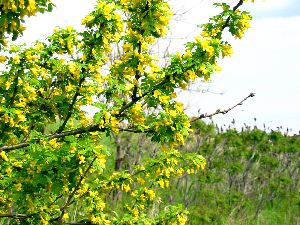 Arbre à fleurs jaunes.