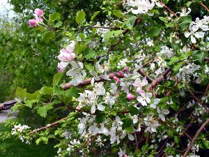 L'arôme du printemps !